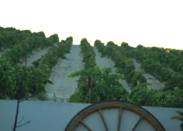 Jerez Vina Santa Petronila * 赫雷斯